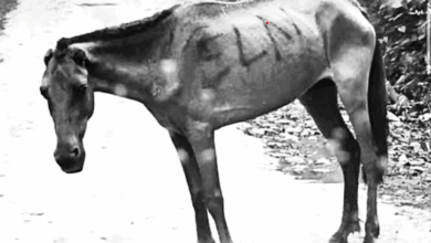 Imagen de archivo: Mula marcada con siglas del ELN en la región del Catatumbo