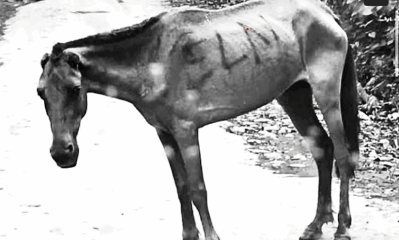Imagen de archivo: Mula marcada con siglas del ELN en la región del Catatumbo