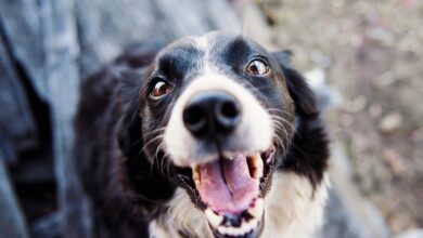 Perro feliz