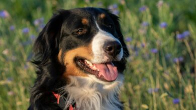 Foto: Bernés de la Montaña/ Pexels /David Floyd