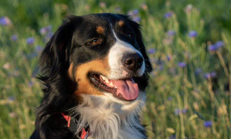 Foto: Bernés de la Montaña/ Pexels /David Floyd