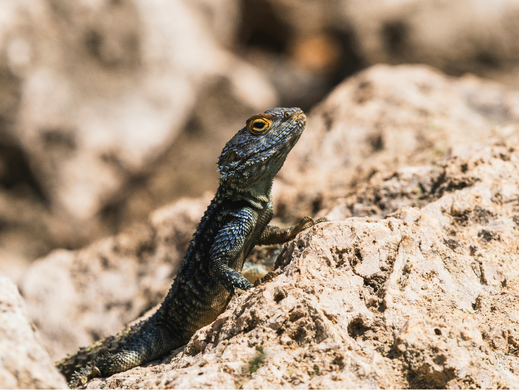 Foto: Lagarto de lengua azul / Pexels Enginakyurt