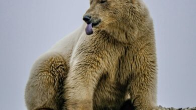 Foto: Oso Polar / Pexels Francesco Ungaro