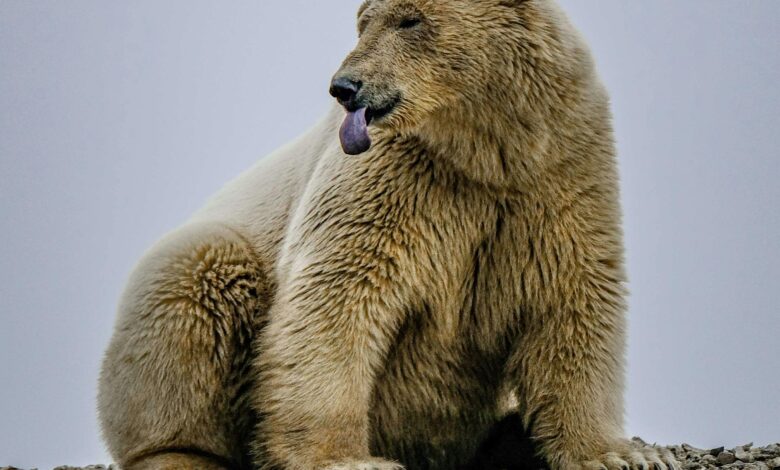 Foto: Oso Polar / Pexels Francesco Ungaro