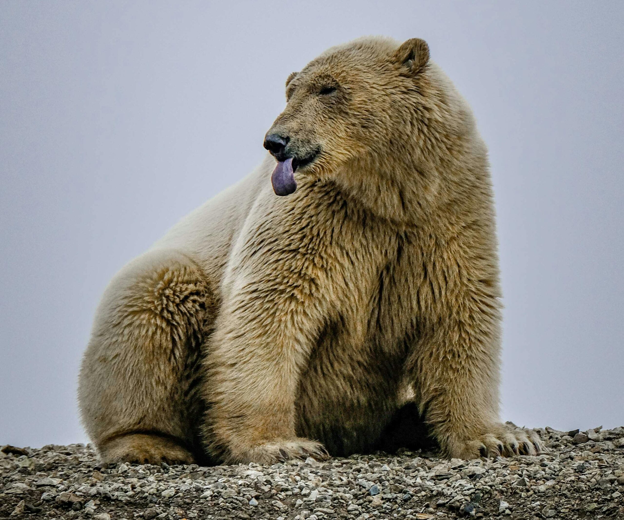Foto: Oso Polar / Pexels Francesco Ungaro