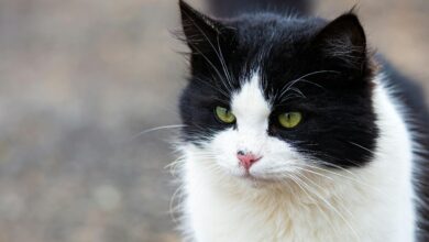 Gato / Pexels Irfan Rahat