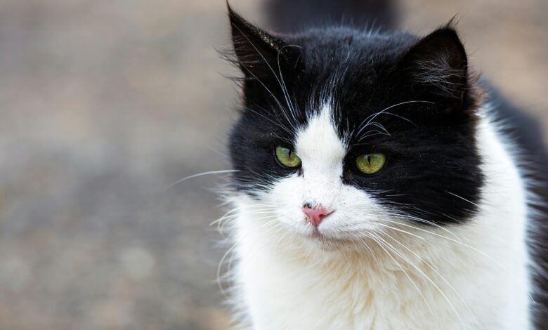 Gato / Pexels Irfan Rahat