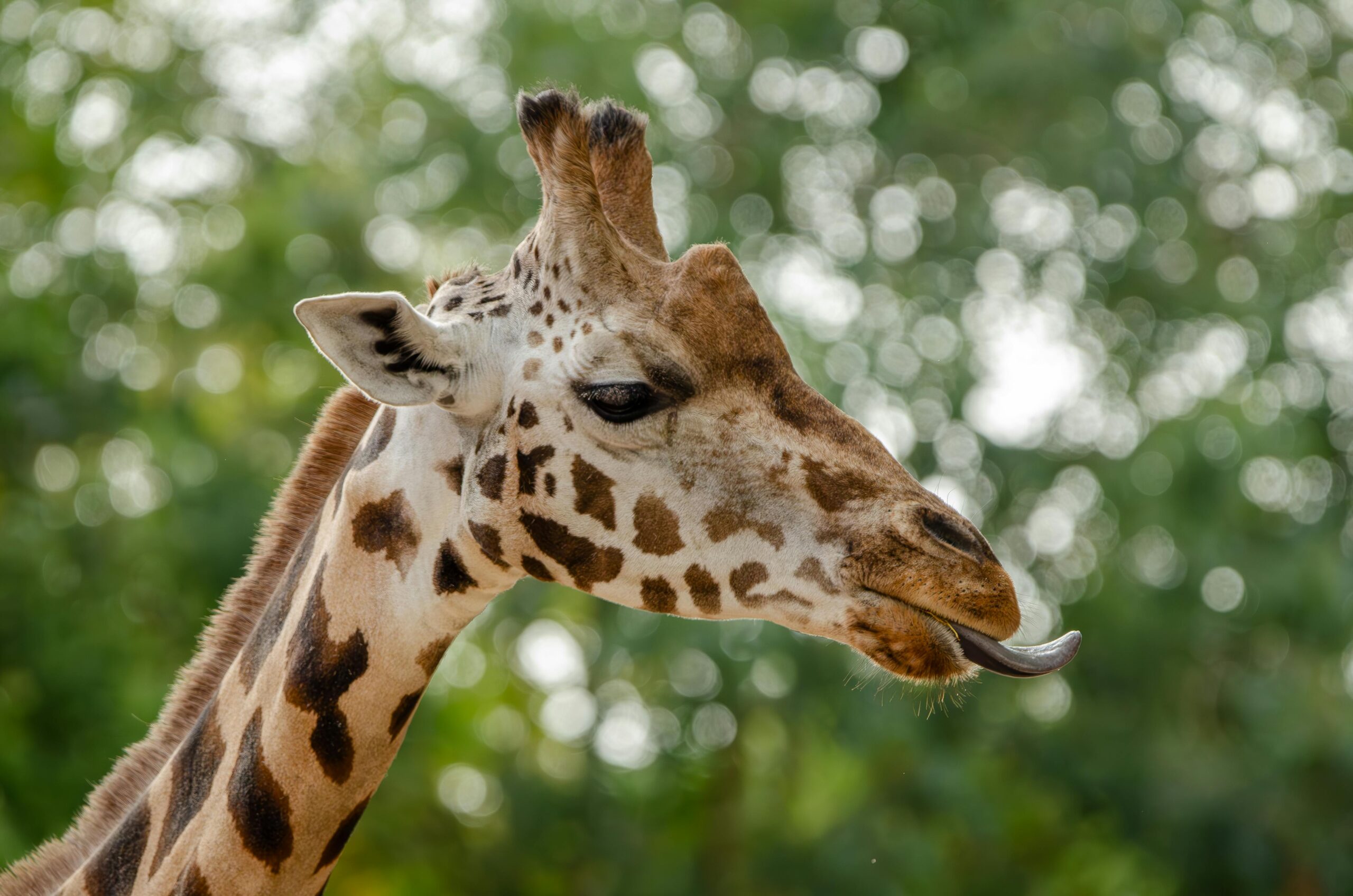 Foto: Jirafa / Por: Pexels Leon Aschemann