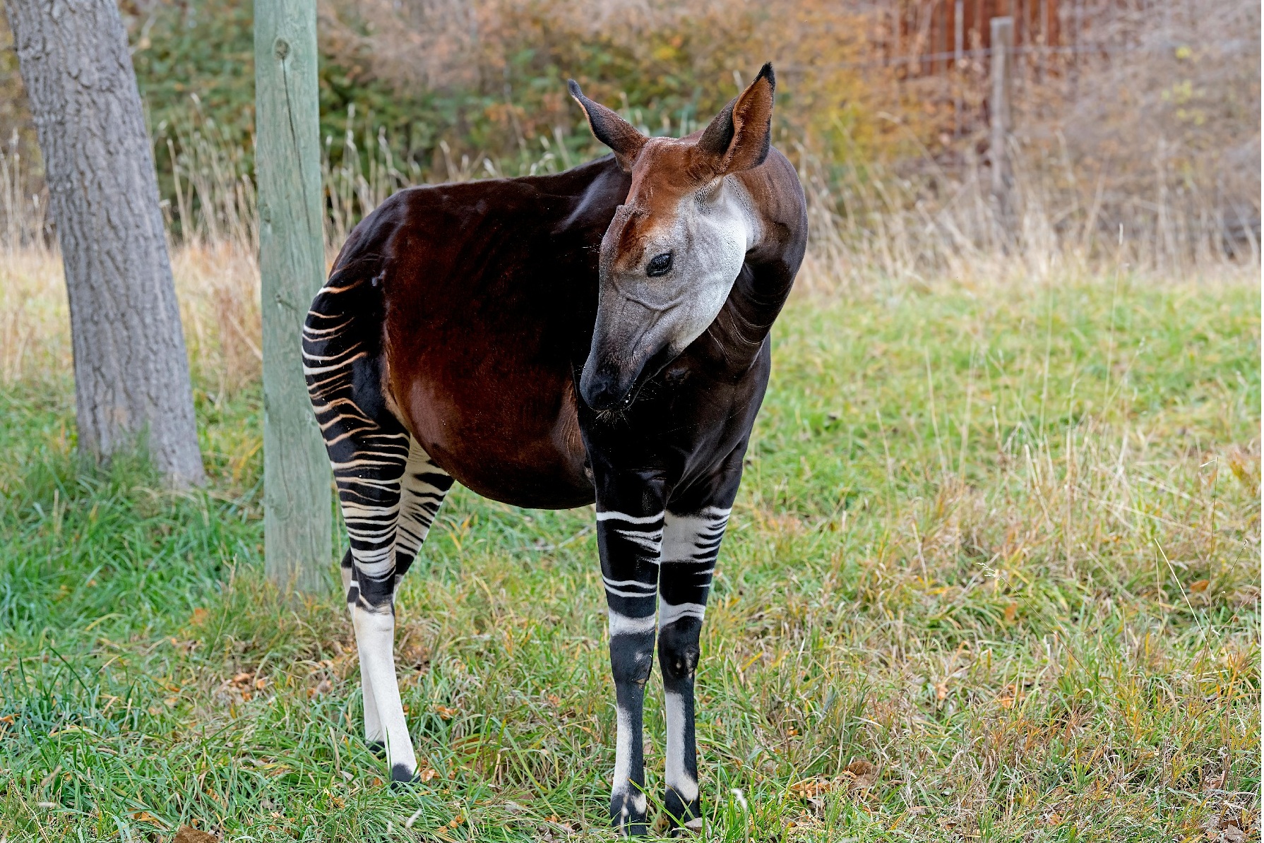 Foto: Okapy / Pexels Mike kit